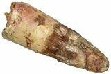 Fossil Spinosaurus Tooth - Real Dinosaur Tooth #329670-1